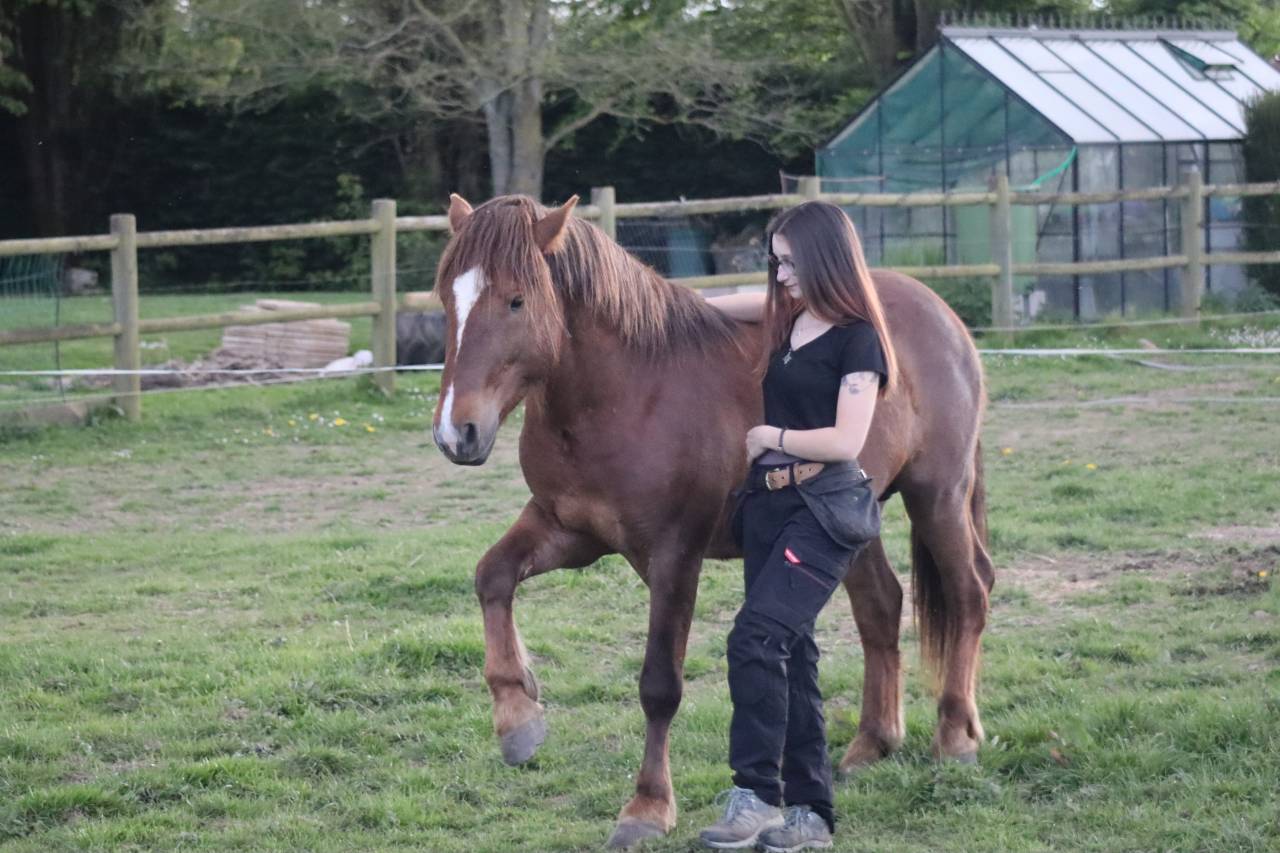 Pension cheval / poney ☺️