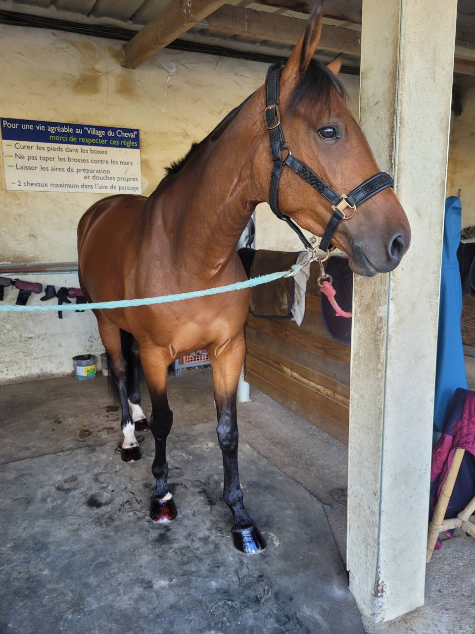 Jument sf de 7 ans - CSO 130 et +