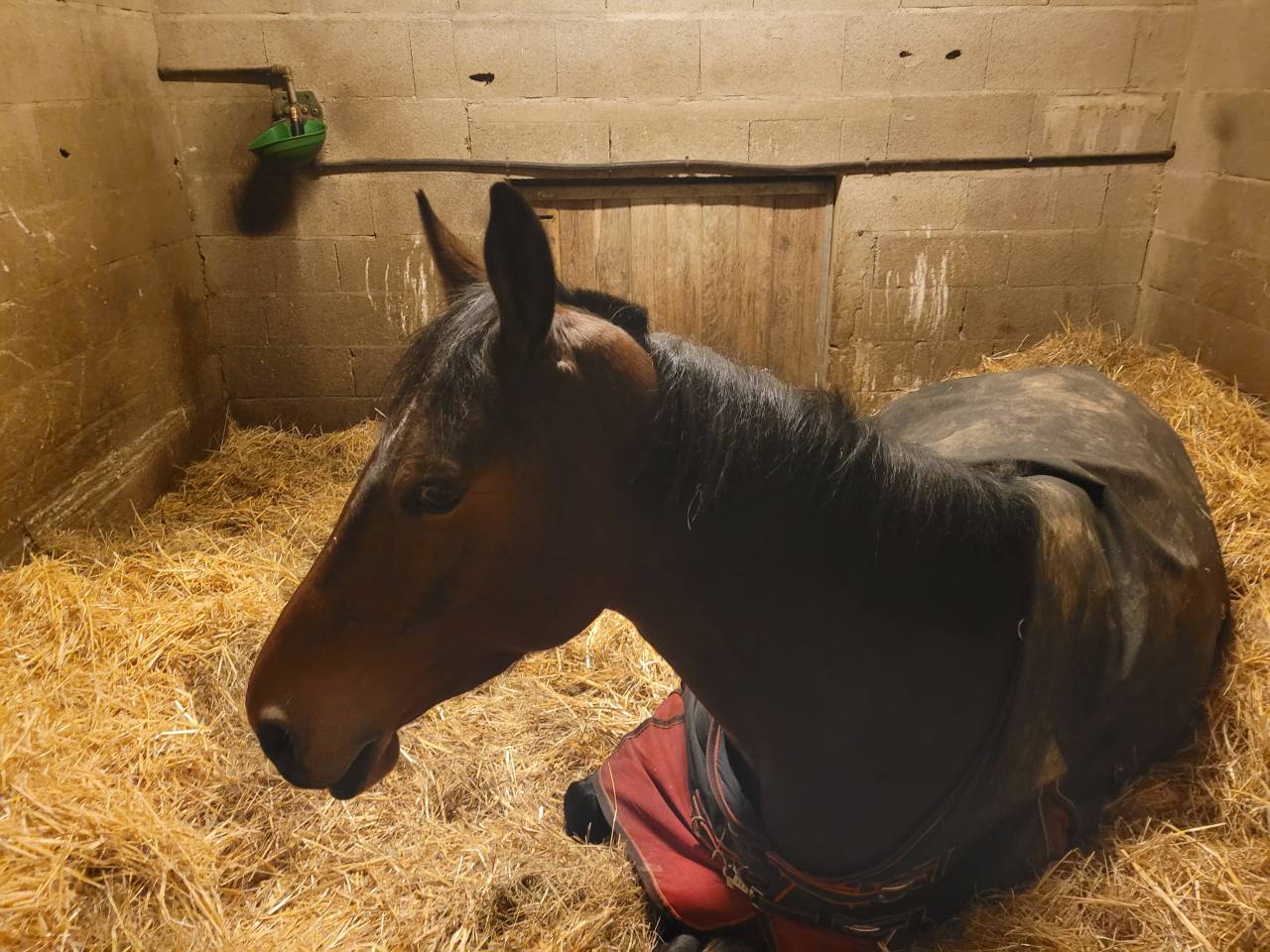 Jument sf de 7 ans - CSO 130 et +
