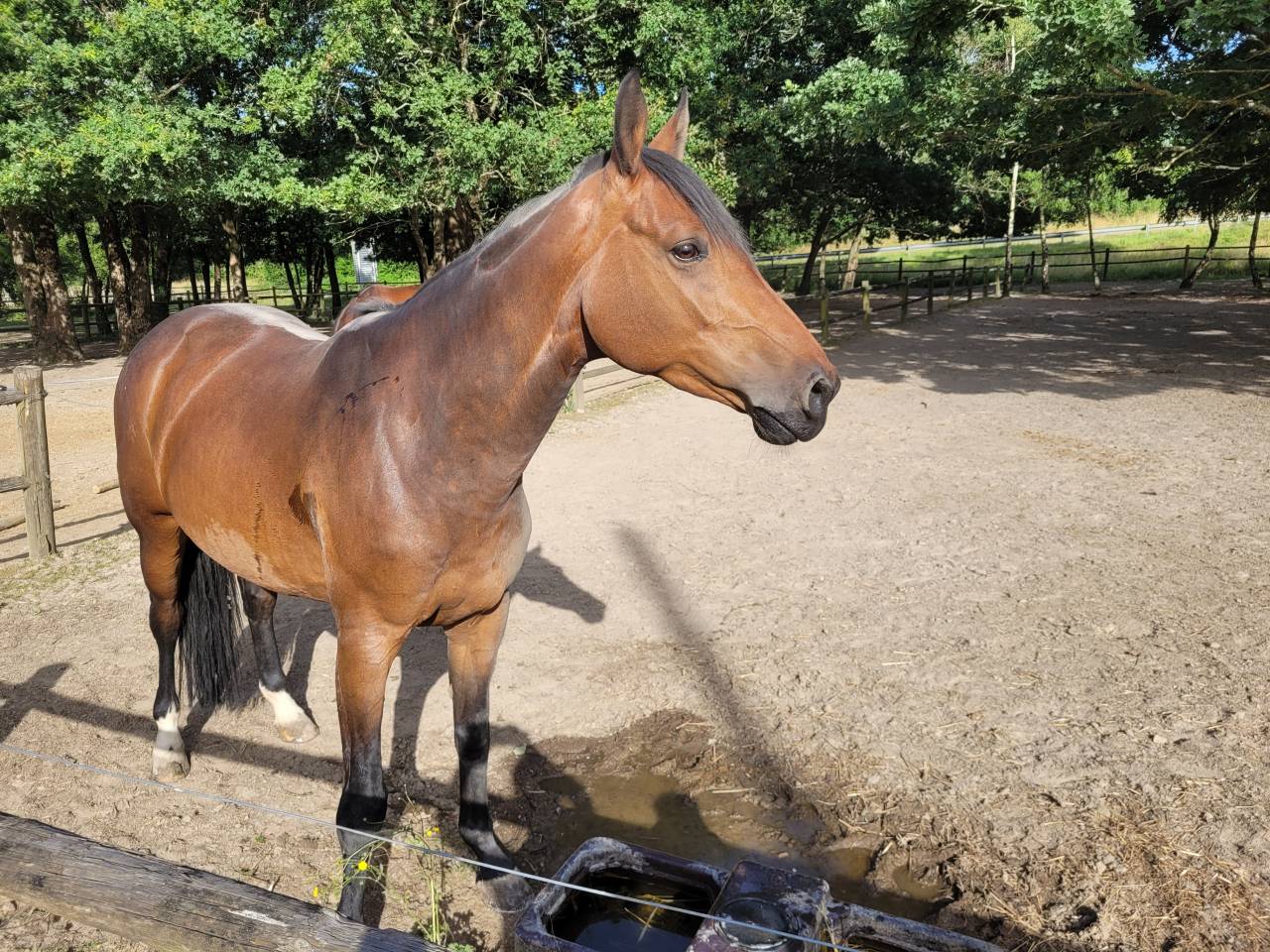 Jument sf de 7 ans - CSO 125 et +