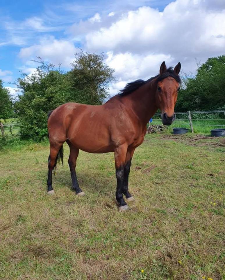Cheval