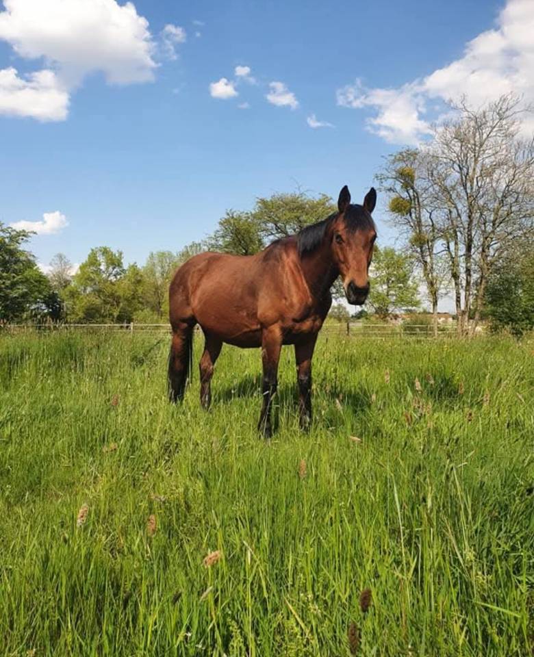 Cheval