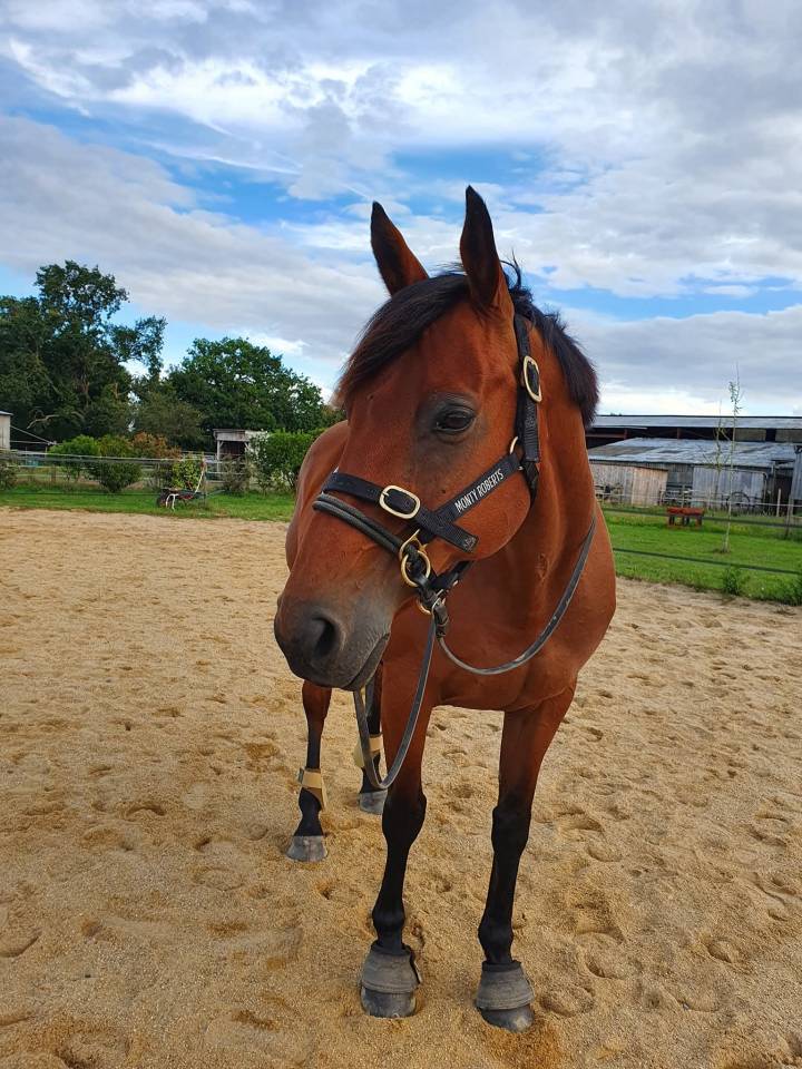 Cheval