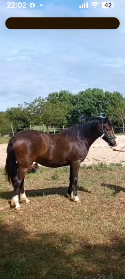 Ponette 2 ans (croisement  New Forest)