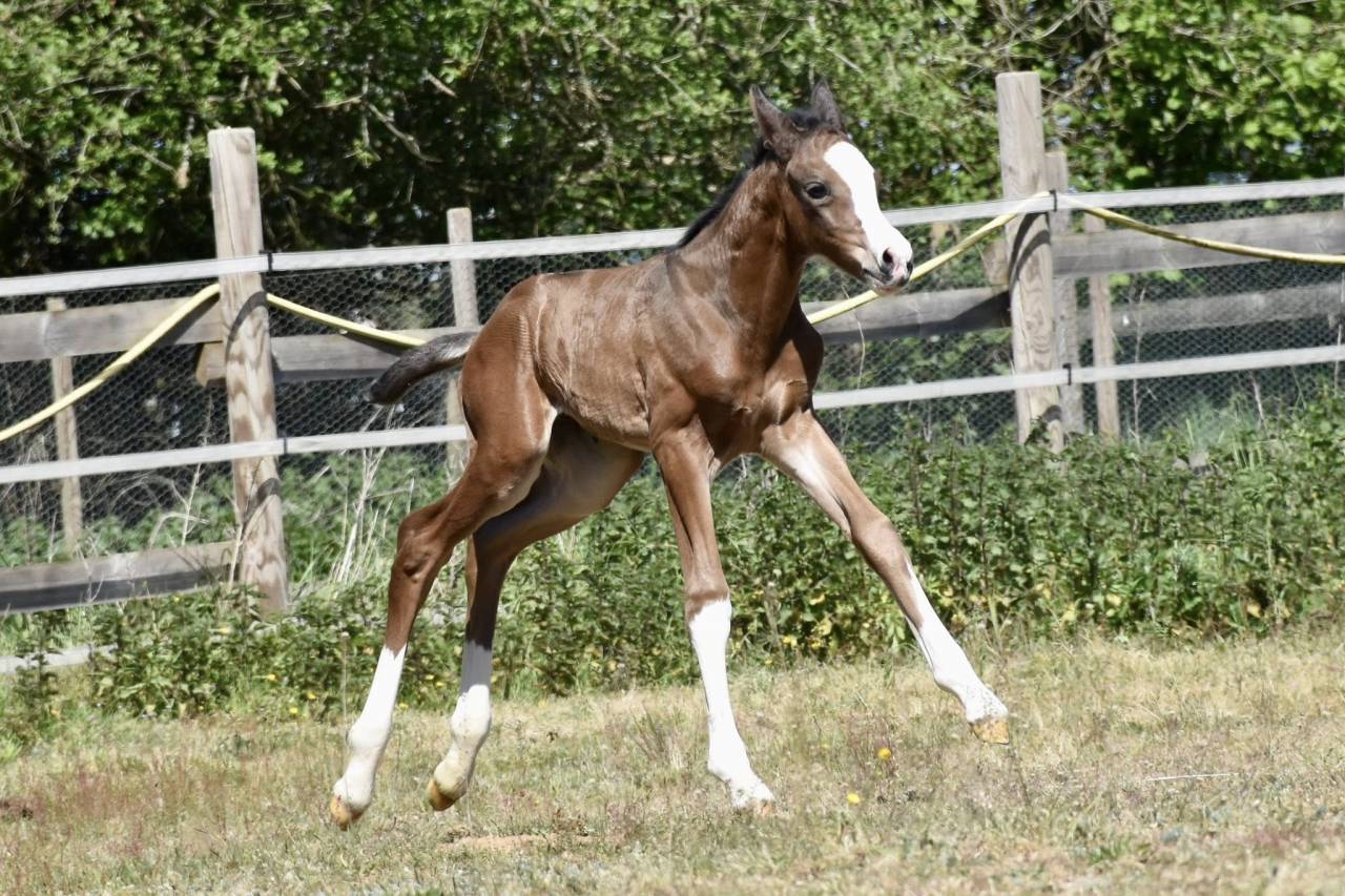 Poulain m&acirc;le SF 