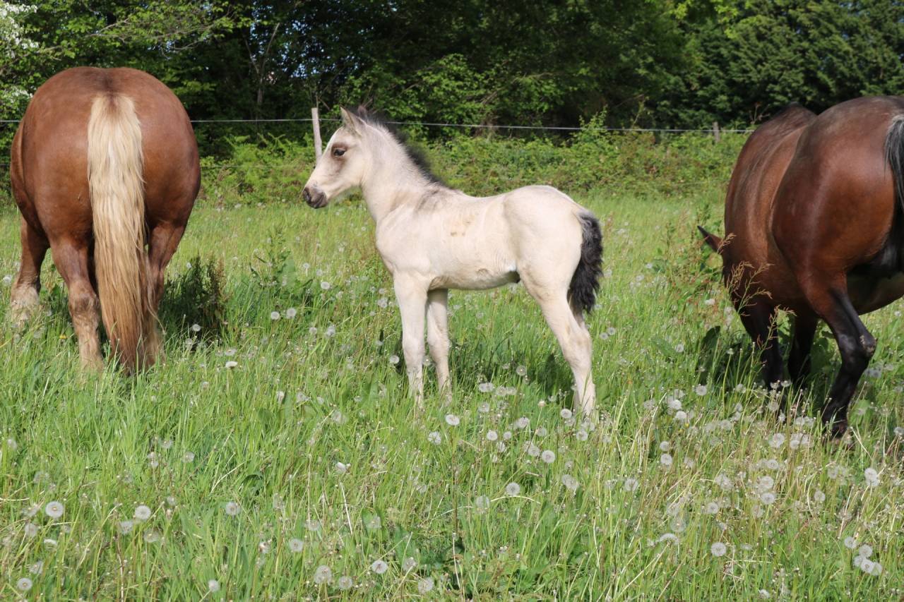poulain PRE PP