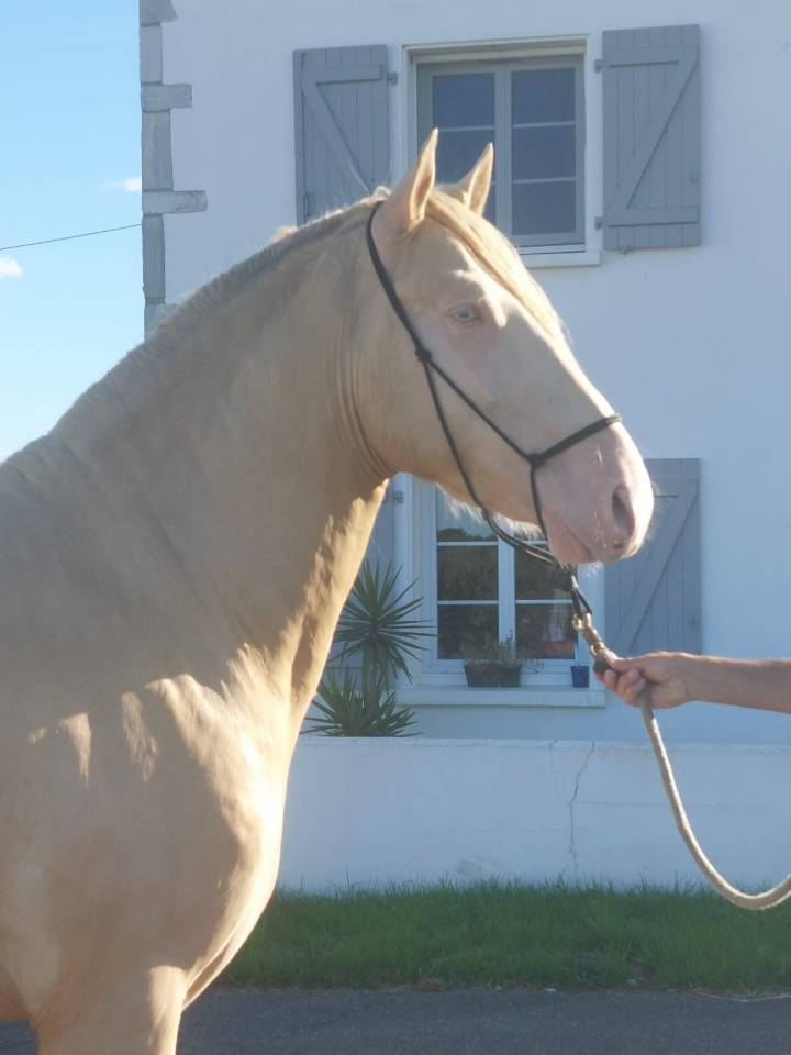 poulain PRE PP