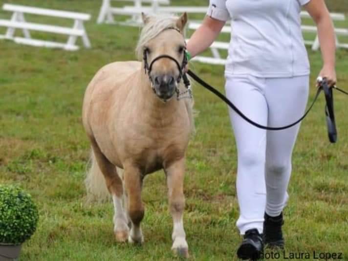 Entier mini shetland 