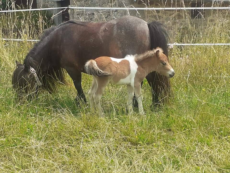 Entier mini shetland 