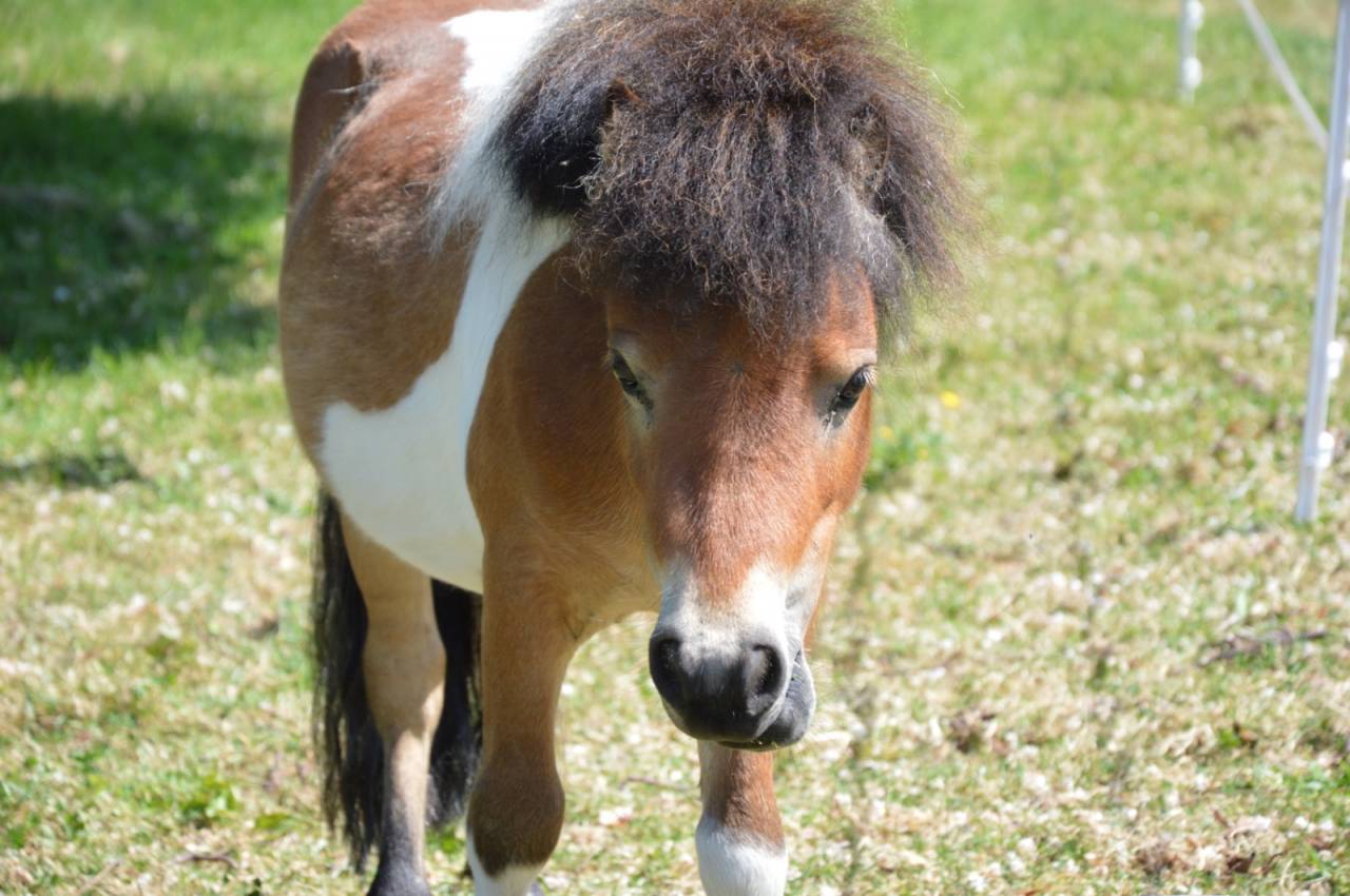 Entier mini shetland 