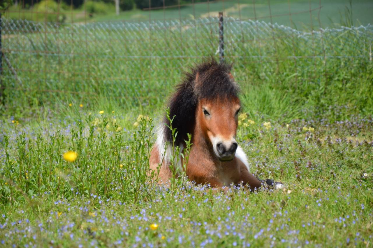 Entier mini shetland 