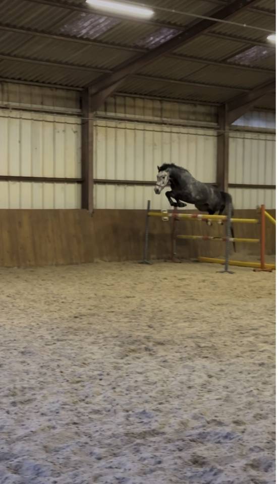Superbe hongre KWPN 6 ans 