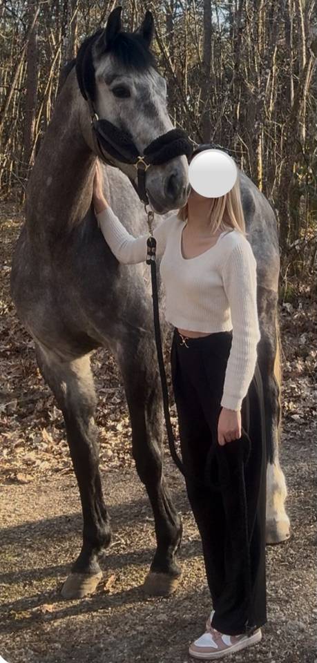 Superbe hongre KWPN 6 ans 