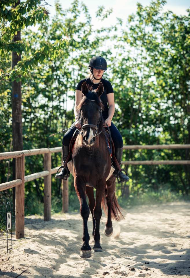 Cheval de loisirs 