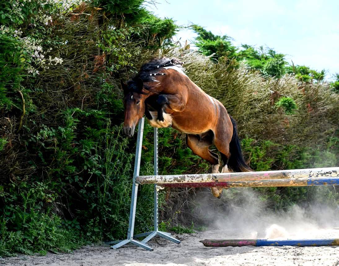 Saillie &eacute;talon irish cob. La meilleure lign&eacute;e sportive
