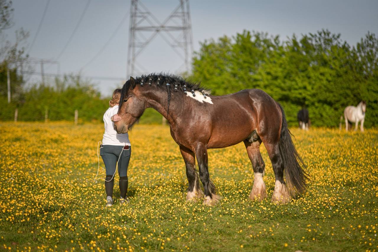 Saillie &eacute;talon irish cob. La meilleure lign&eacute;e sportive