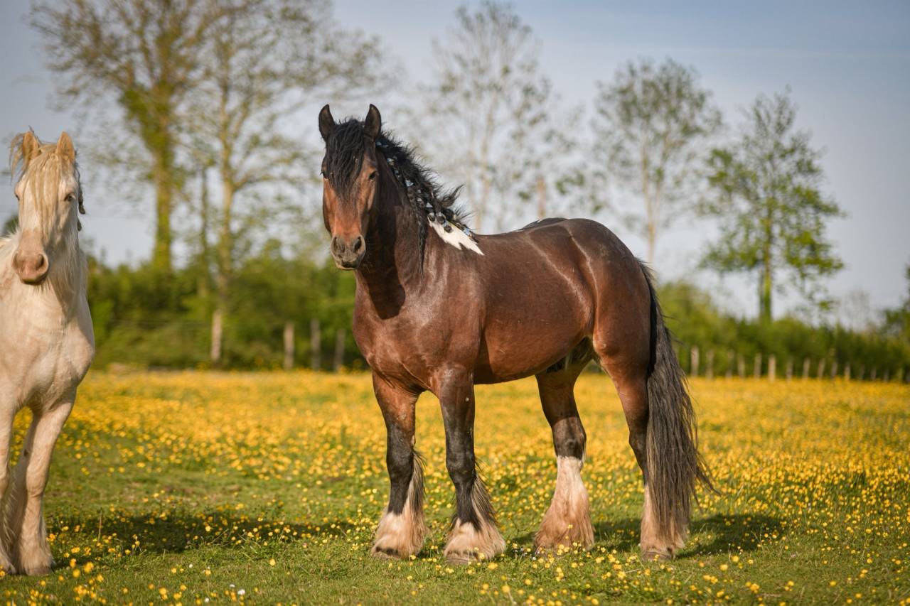 Saillie &eacute;talon irish cob. La meilleure lign&eacute;e sportive