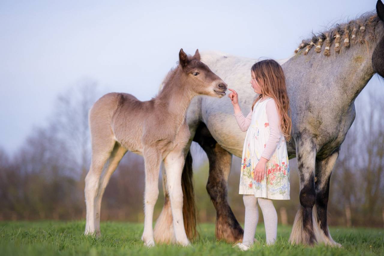 Pouliche PP X Arabo Frison. Bleu roan silver
