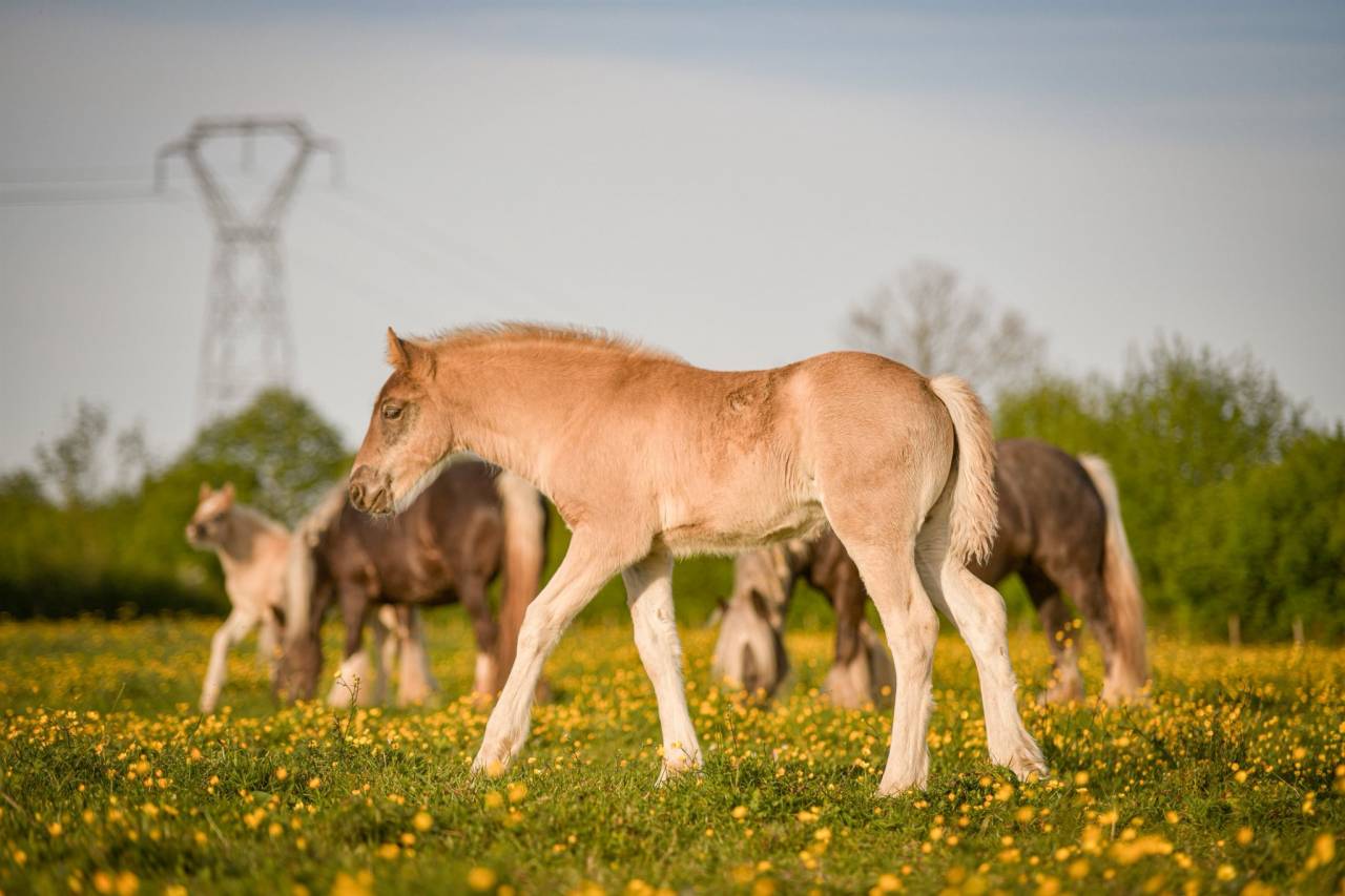 Pouliche PP X Arabo Frison. Bleu roan silver