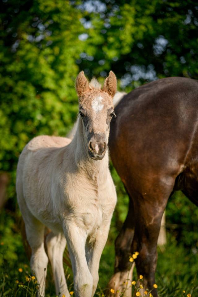 Pouliche noire silver PP, X Arabo-Frison
