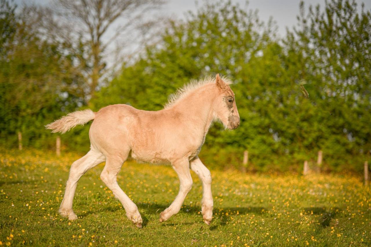 Pouliche noire silver PP, X Arabo-Frison