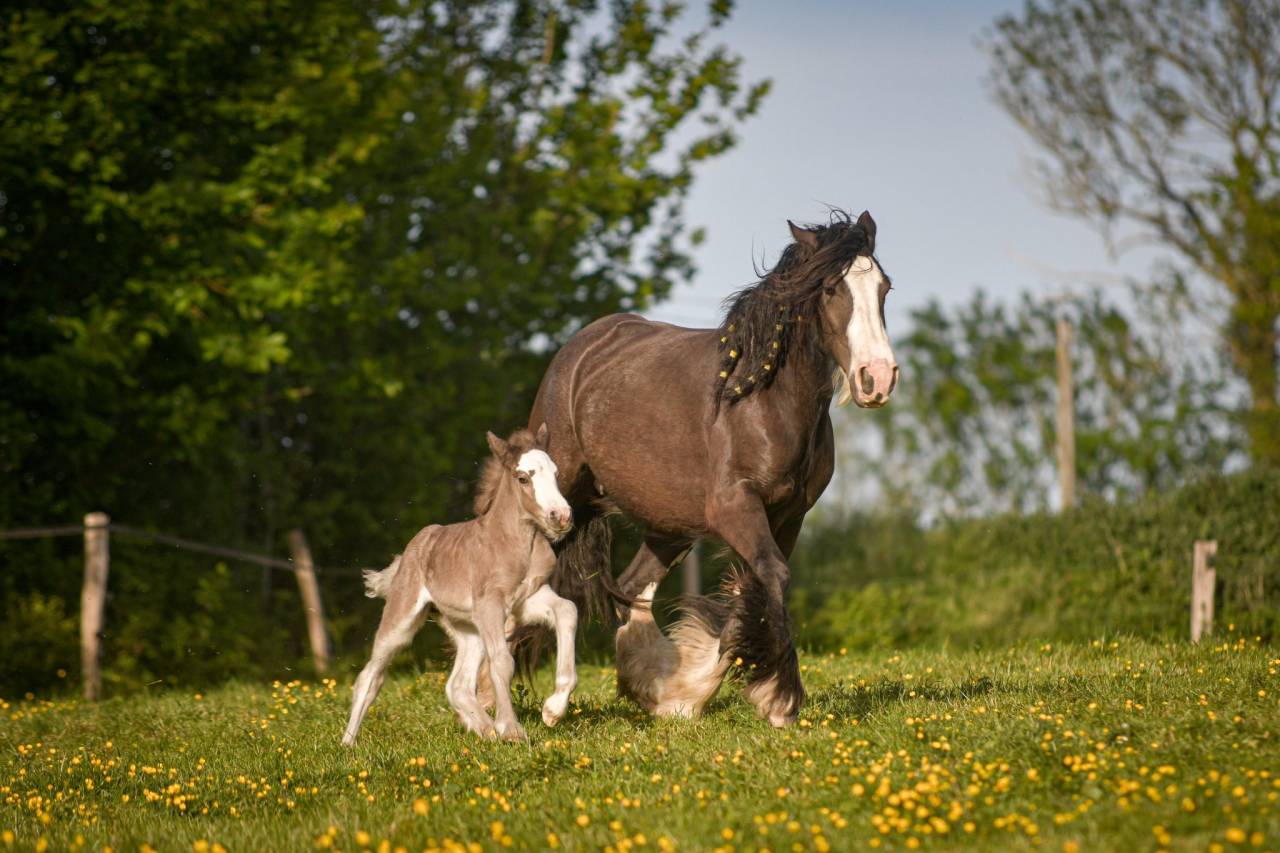 Pouliche irish cob PP smocky black silver
