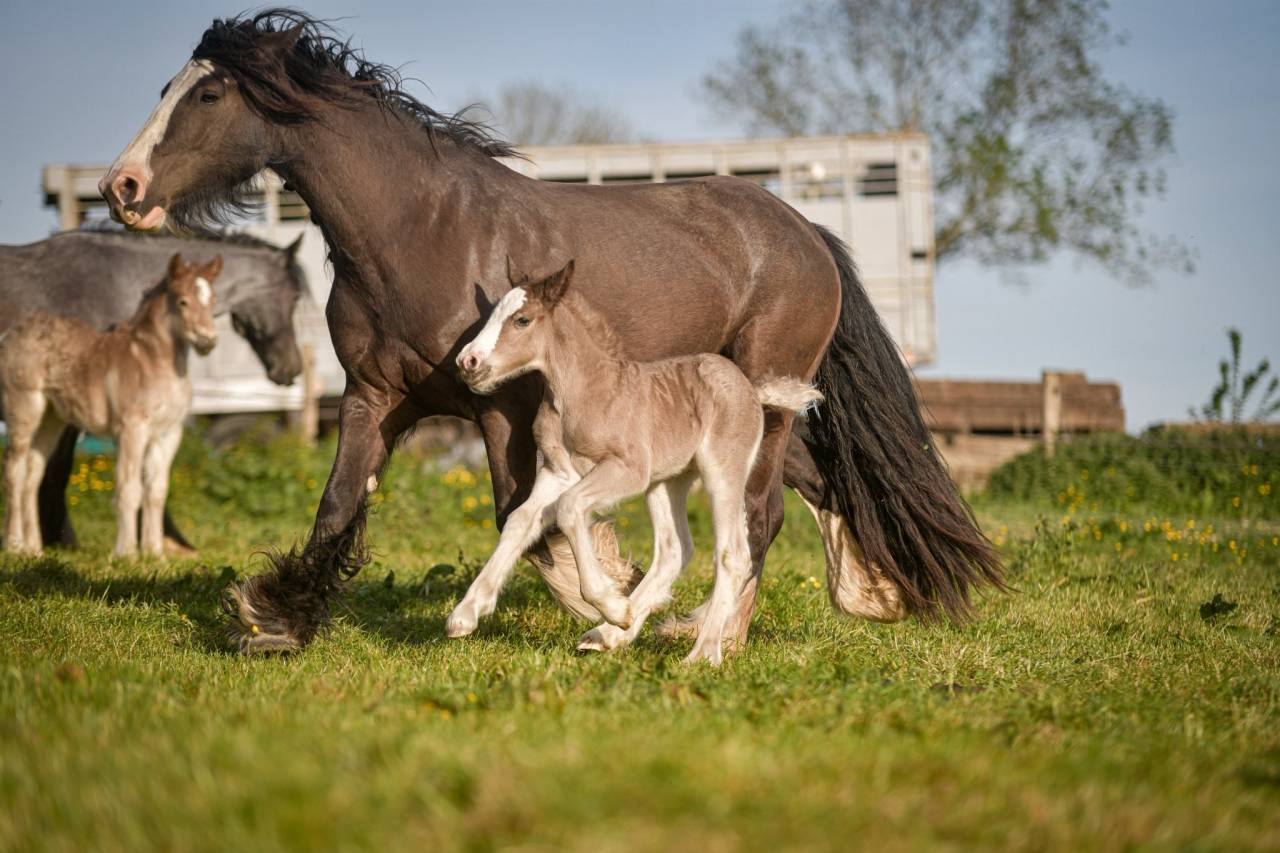 Pouliche irish cob PP smocky black silver