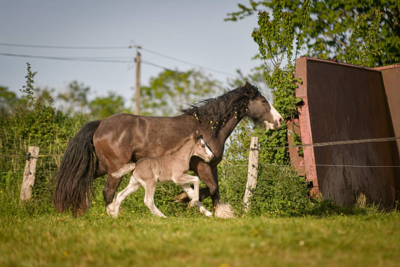Pouliche irish cob PP smocky black silver
