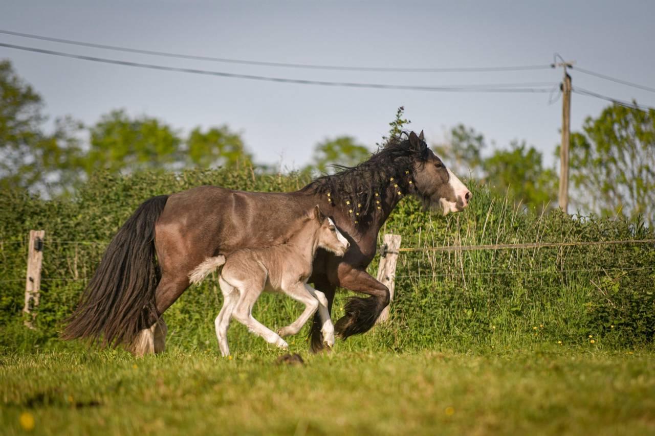 Pouliche irish cob PP smocky black silver