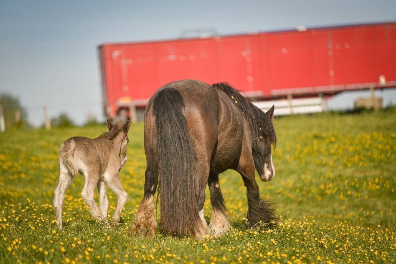 Jument irish cob PP pleine. Poulain silver garanti