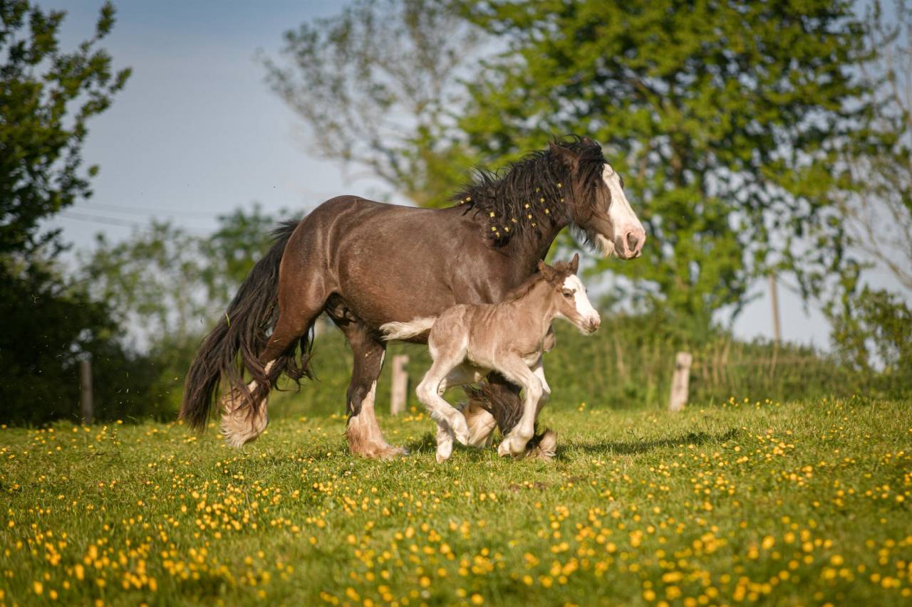 Jument irish cob PP pleine. Poulain silver garanti