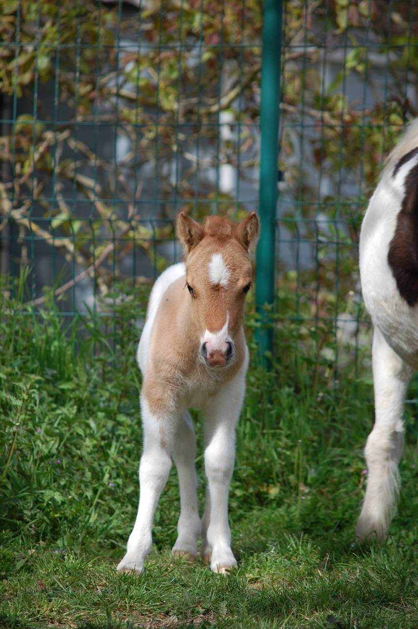 POULAIN SHETLAND PP PIE ALEZAN DUN