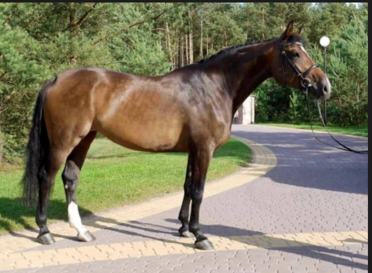 Jument par Cassini II, 13 ans