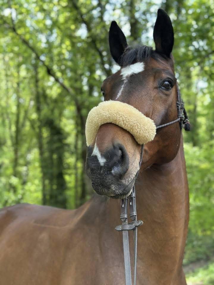 Hongre zangersheide