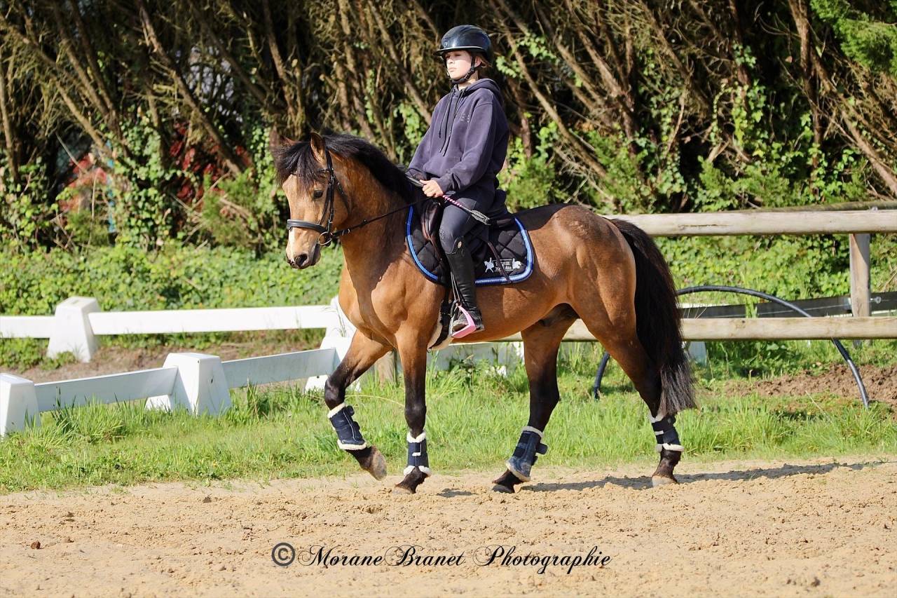 Plusieurs poneys &agrave; vendre 