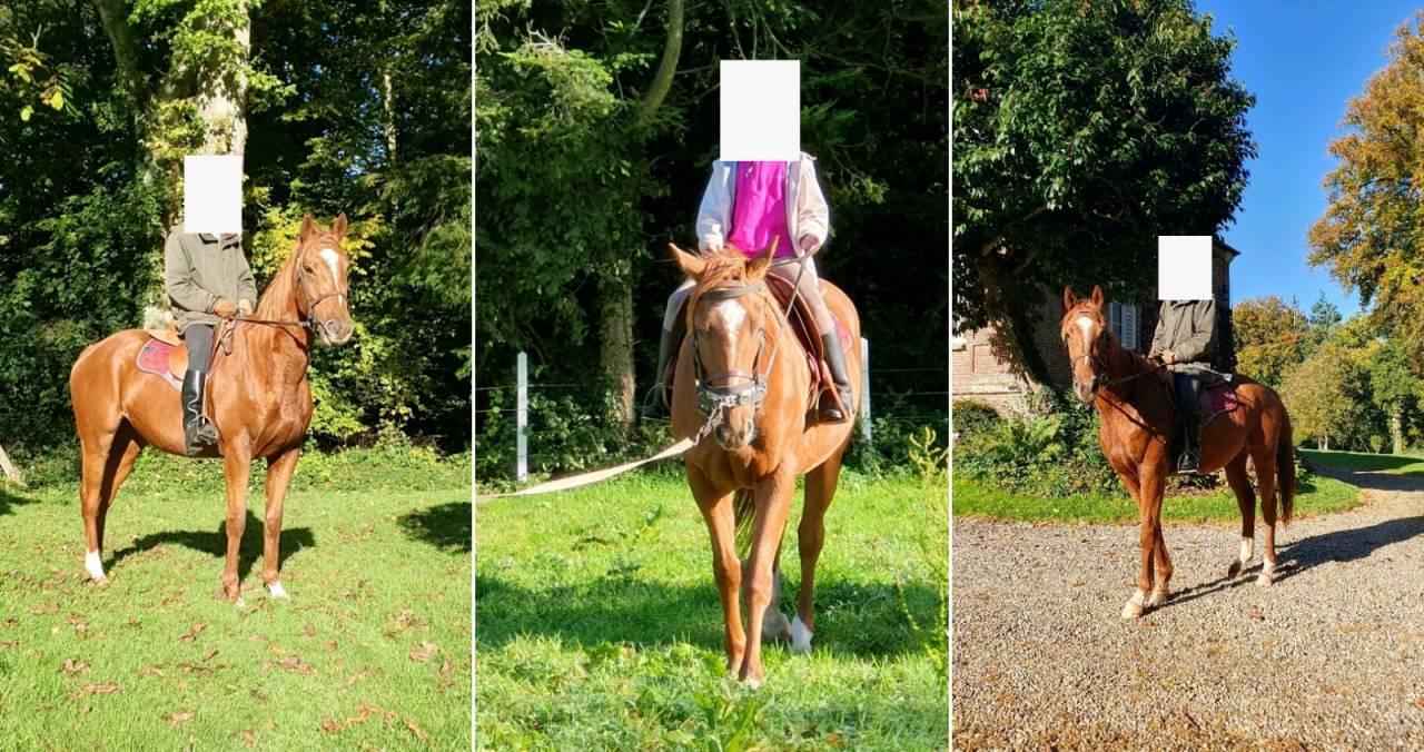 Location de pr&eacute;s pour chevaux & poney