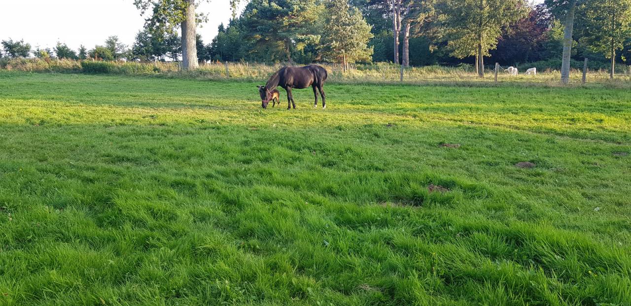 Location de pr&eacute;s pour chevaux & poney