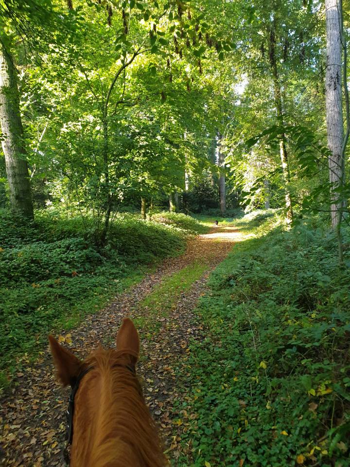 Location de pr&eacute;s pour chevaux & poney