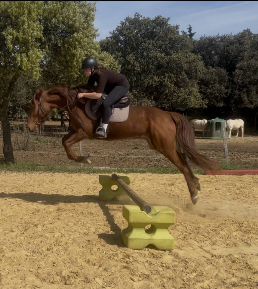 Jument trotteuse 