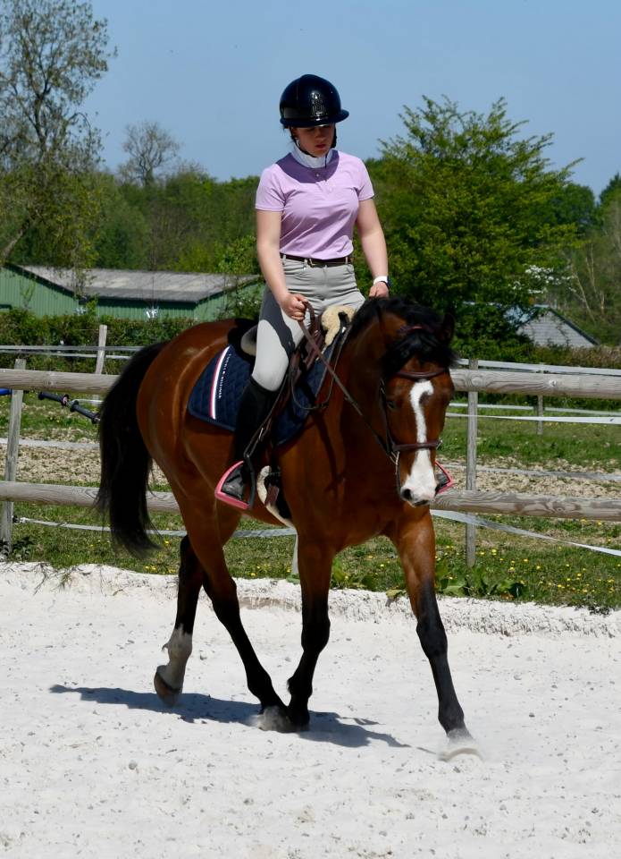 Jeune cheval de sport 4 ans