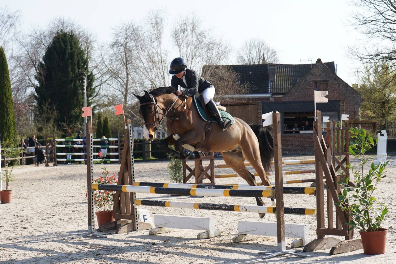 Jeune cheval de sport 4 ans