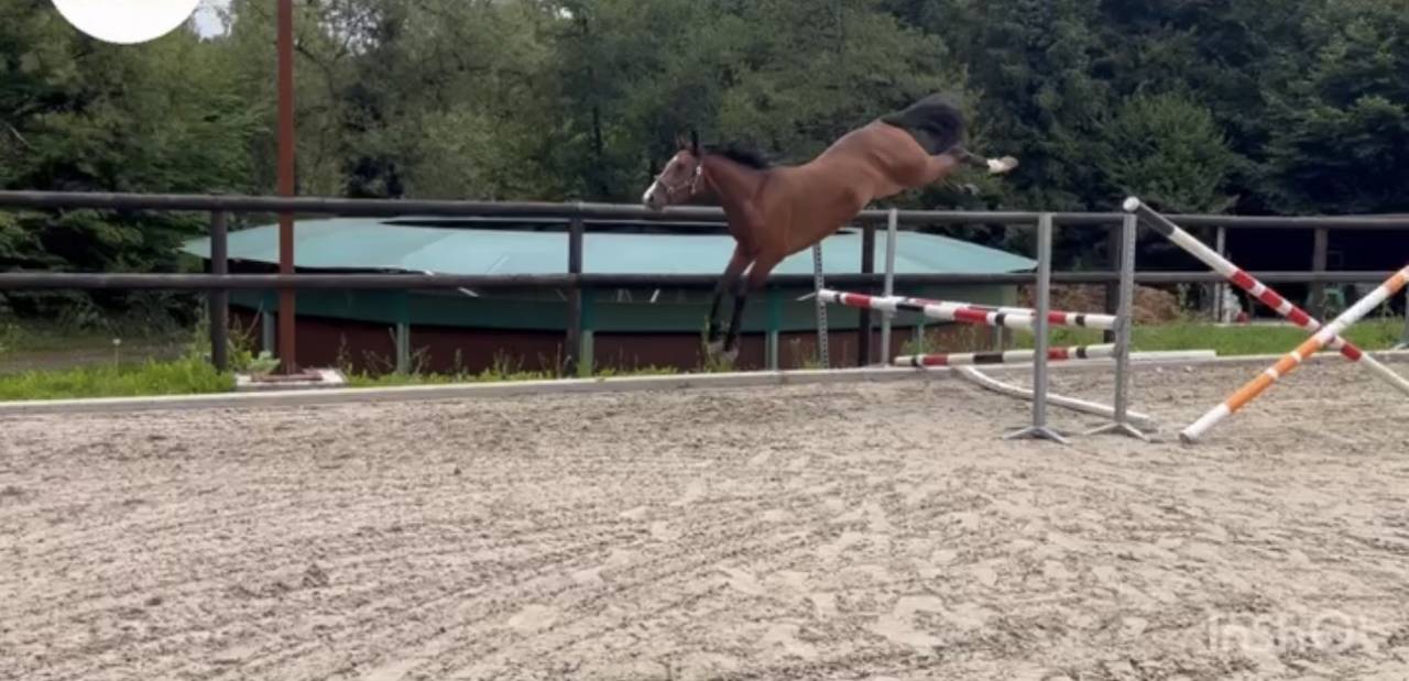 Jeune cheval de sport 4 ans