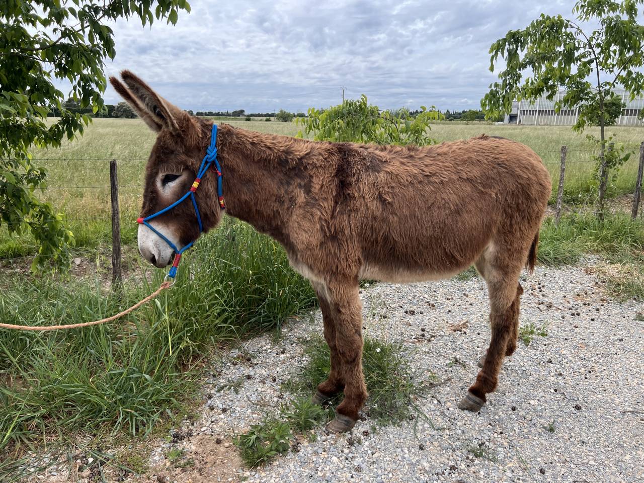 Adorable Anesse de 5 ans toisant 1m40 