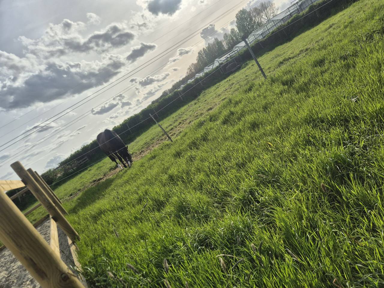 Pension box paddock - Ecurie des 4 saisons - 59262