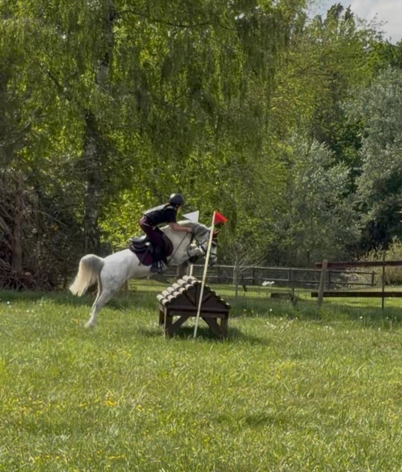 Welsh Pony B