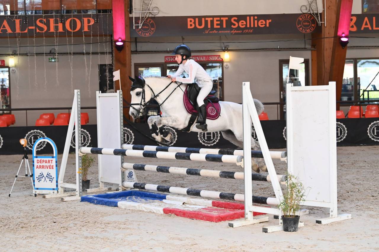 Welsh Pony B