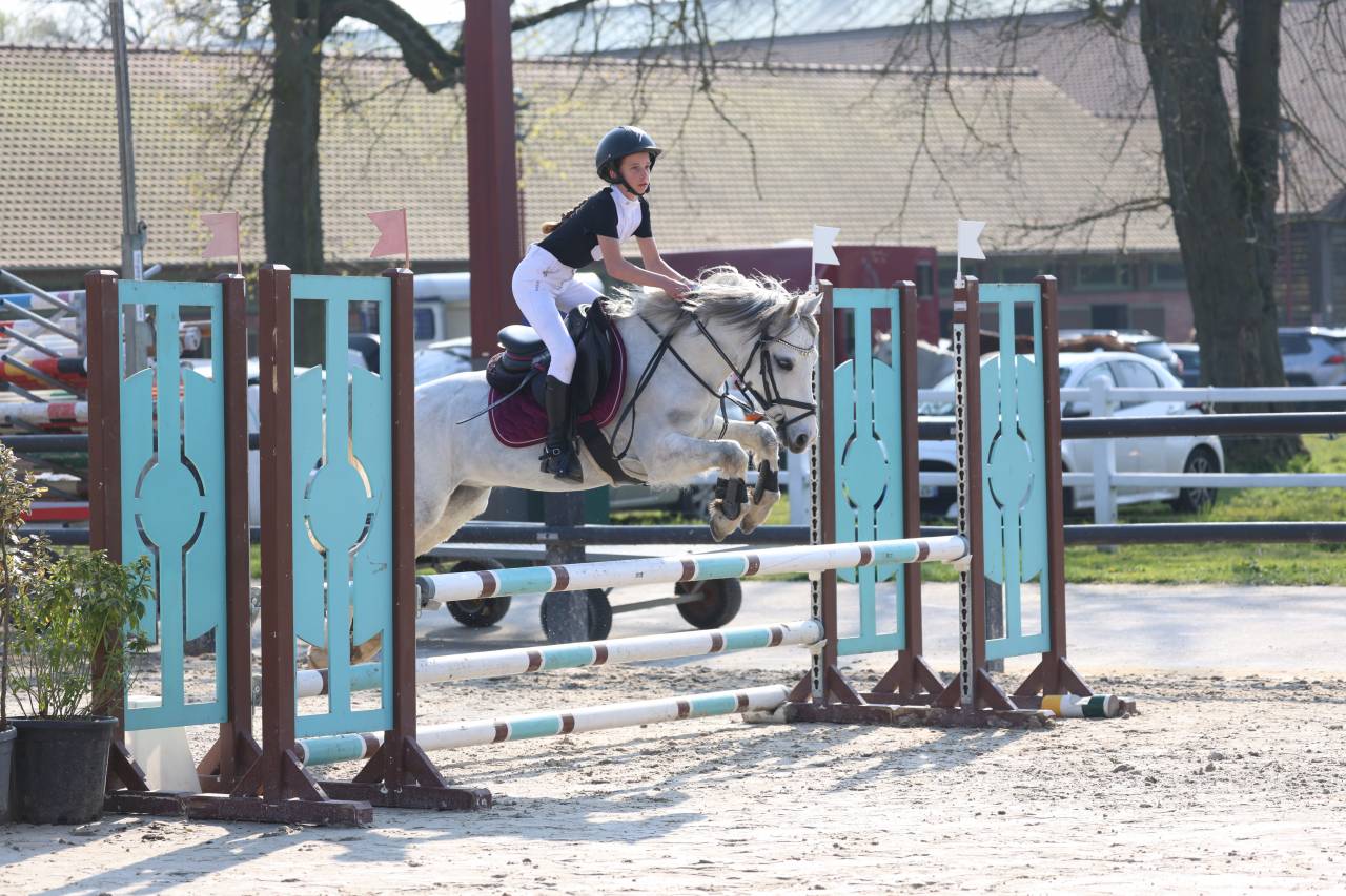 Welsh Pony B