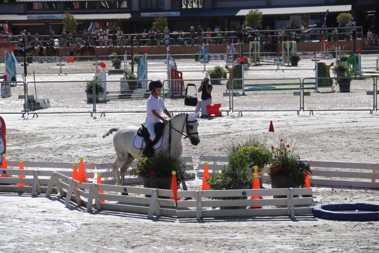 Welsh Pony B