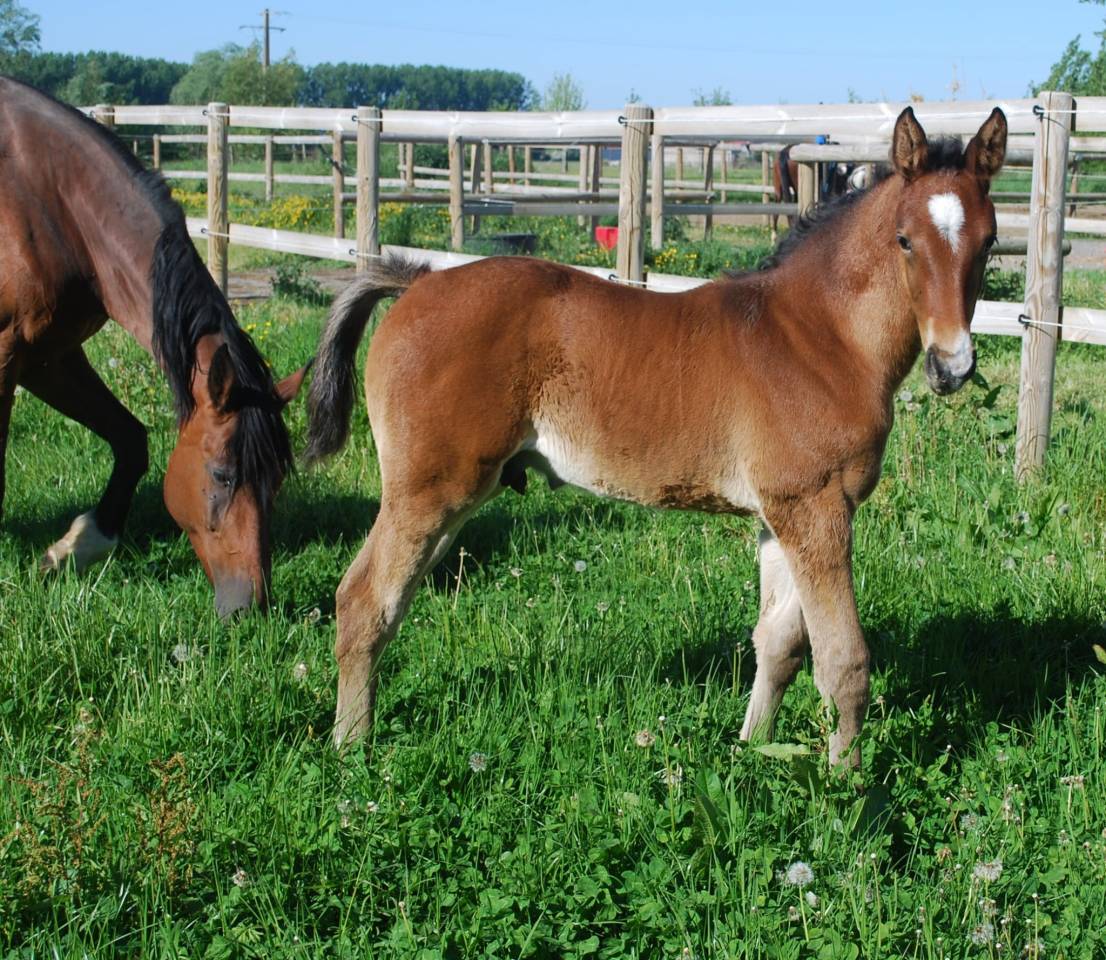Foal SF m&acirc;le