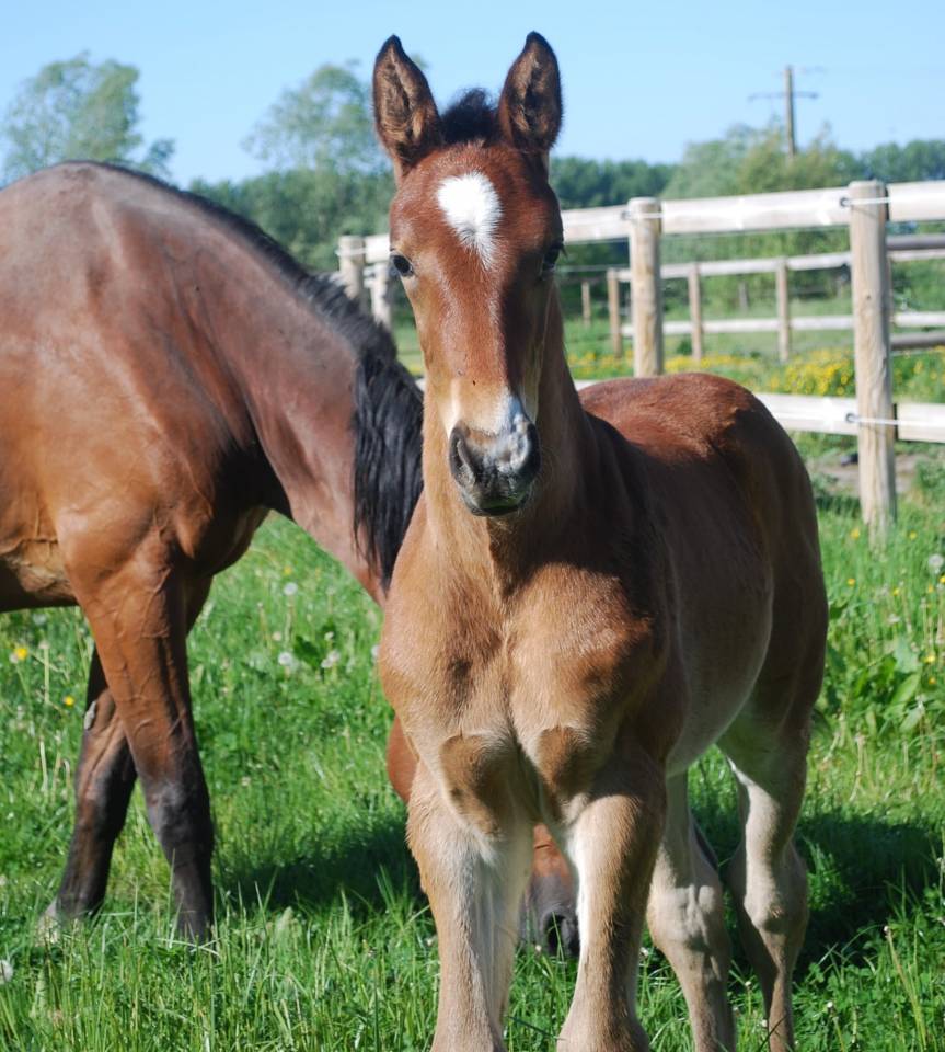 Foal SF m&acirc;le